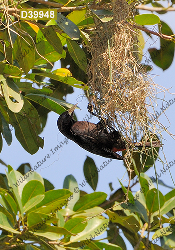 Red-rumped Cacique (Cacicus haemorrhous)